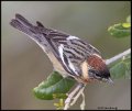 _B216823 bay-breasted warbler